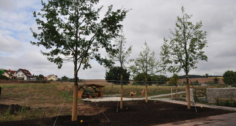 Grossbaumverpflanzung in Genf – Plaine de Plainpalais, 2017 – Bild 1 von 24