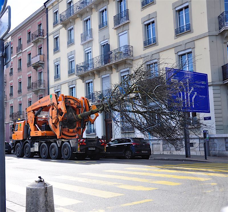 Grossbaumverpflanzung in Genf – Plaine de Plainpalais, 2017 – Bild 5 von 24