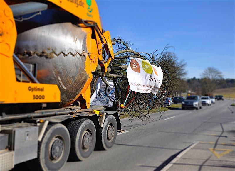 Grossbaumverpflanzung in Genf – Plaine de Plainpalais, 2017 – Bild 6 von 24