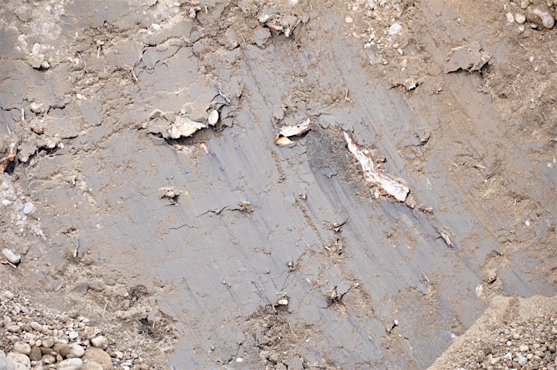 Grossbaumverpflanzung in Genf – Plaine de Plainpalais, 2017 – Bild 11 von 24