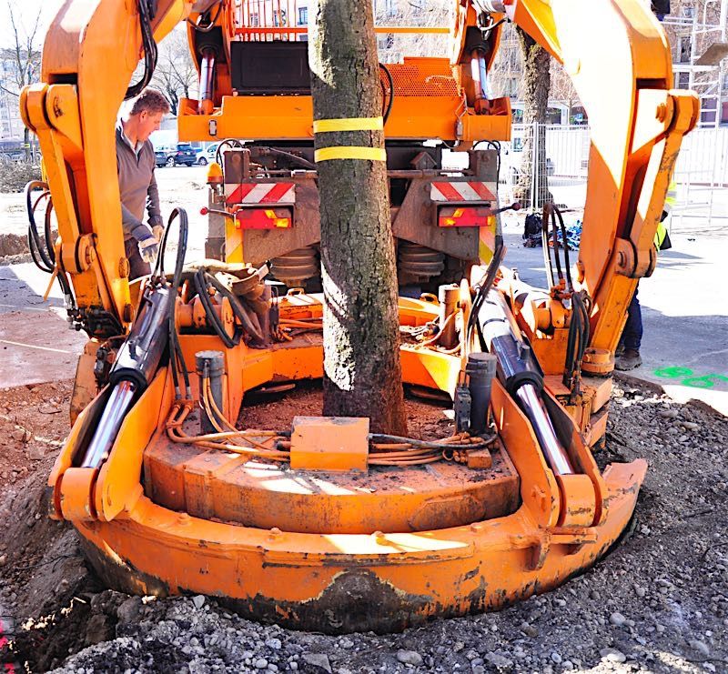 Grossbaumverpflanzung in Genf – Plaine de Plainpalais, 2017 – Bild 18 von 24
