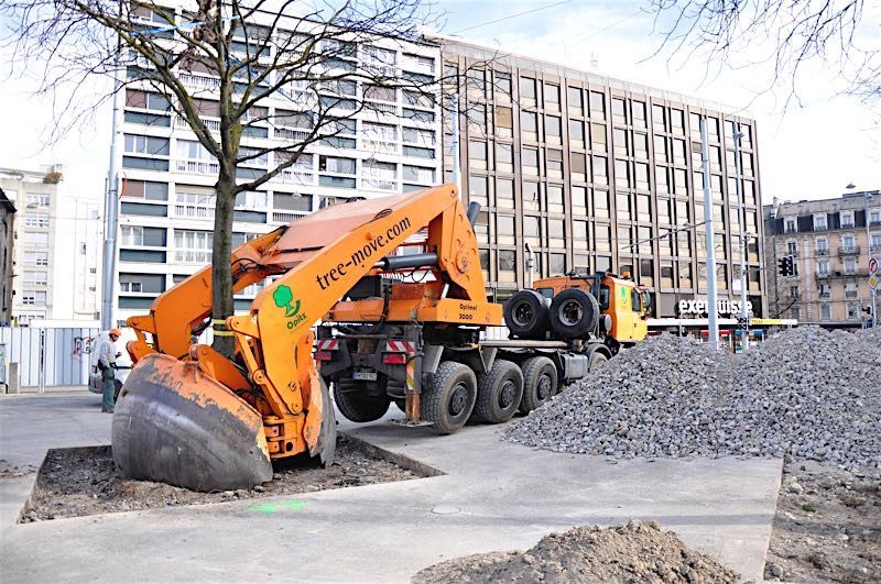 Grossbaumverpflanzung in Genf – Plaine de Plainpalais, 2017 – Bild 20 von 24