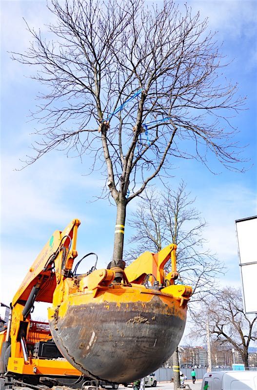 Grossbaumverpflanzung in Genf – Plaine de Plainpalais, 2017 – Bild 22 von 24