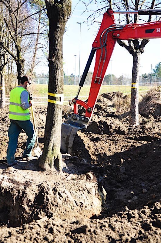Grossbaumverpflanzung in Genf – Plaine de Plainpalais, 2017